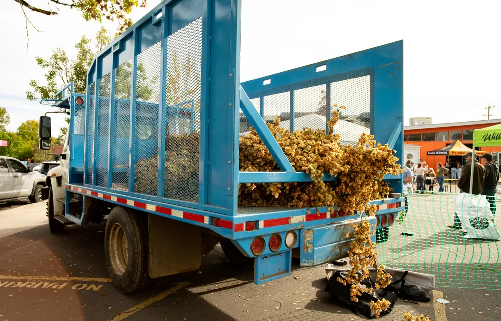 The Coleman Hops truck loaded with fresh hop bines in downtown Independence, Oregon